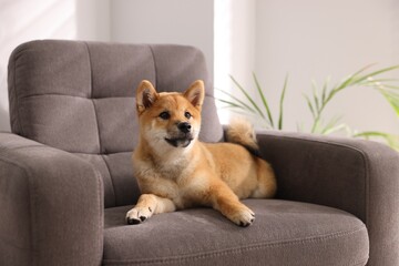 Cute Shiba Inu puppy on armchair at home