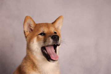 Cute Shiba Inu puppy near grey wall indoors, space for text