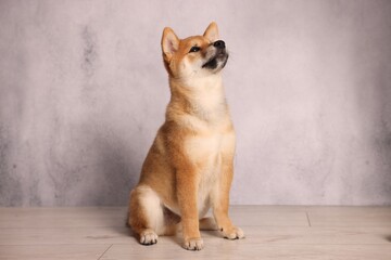 Cute Shiba Inu puppy on floor near grey wall