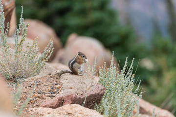 chipmunk eating flowers
