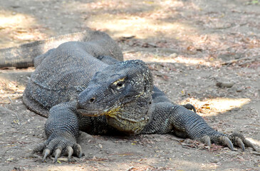 Obraz premium The Komodo dragon (Varanus komodoensis), is the largest lizard that is endemic to the Indonesian island of Komodo.