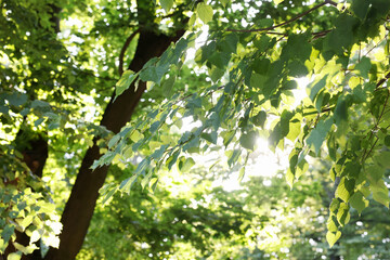 Beautiful trees with green leaves outdoors on sunny day