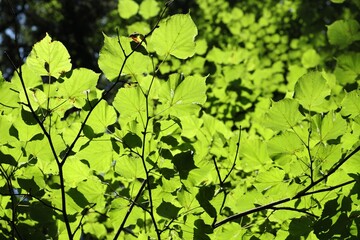 Beautiful tree with green leaves outdoors, closeup