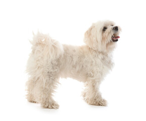 Cute Maltese dog on white background. Adorable pet