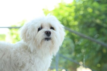 Cute white Maltese dog at home, space for text