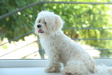 Cute white Maltese dog at home, space for text