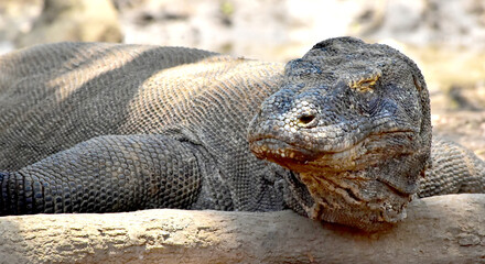 The Komodo dragon (Varanus komodoensis), is the largest lizard that is endemic to the Indonesian island of Komodo.