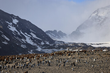 Colony of King Penguins at sunrise (Aptenodytes patagonicus), St Andrew's Bay, South Georgia