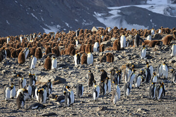 Colony of King Penguins and chicks at sunrise (Aptenodytes patagonicus), St Andrew's Bay, South Georgia
