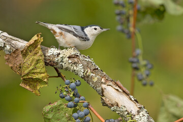White-breasted Nuthatch