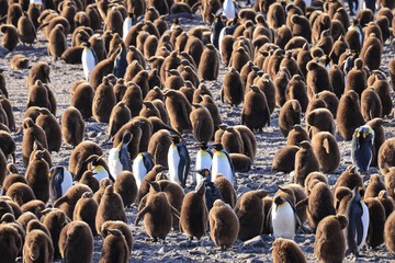 Colony of King Penguins and chicks at sunrise (Aptenodytes patagonicus), St Andrew's Bay, South...