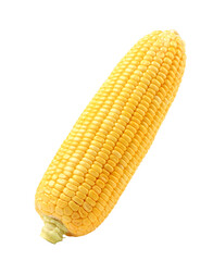 Fresh corn isolated on white.