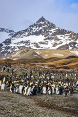 Colony of King Penguins at sunrise (Aptenodytes patagonicus), St Andrew's Bay, South Georgia
