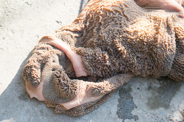 beef tripe on concrete