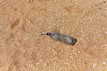 Plastic Bottle Littering Sandy Beach with Peebles and String partially buried