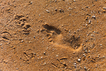Human and animal footsteps mark dry, sandy soil, showing bare human feet and paw prints, possibly from dog, walking in natural outdoor setting like beach or desert. Shallow depth of field highlights