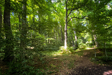 Sunlight filtering through verdant woodland, casting golden rays along mossy forest floor