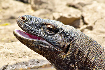 The Komodo dragon (Varanus komodoensis), is the largest lizard that is endemic to the Indonesian island of Komodo.