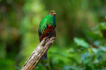 Golden-headed Quetzal Pharomachrus auriceps. Large trogon, shimmering emerald above with red belly. Male has noticeable golden sheen on head and yellow bill. Peru, Manu park.