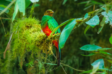 Golden-headed Quetzal Pharomachrus auriceps. Large trogon, shimmering emerald above with red belly. Male has noticeable golden sheen on head and yellow bill. Peru, Manu park.