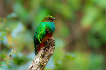 Golden-headed Quetzal Pharomachrus auriceps. Large trogon, shimmering emerald above with red belly. Male has noticeable golden sheen on head and yellow bill. Peru, Manu park.