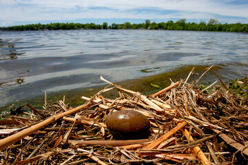 Common Loon nest and egg taken in central MN