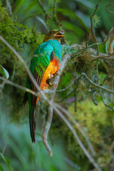Golden-headed Quetzal Pharomachrus auriceps. Large trogon, shimmering emerald above with red belly. Male has noticeable golden sheen on head and yellow bill. Peru, Manu park.