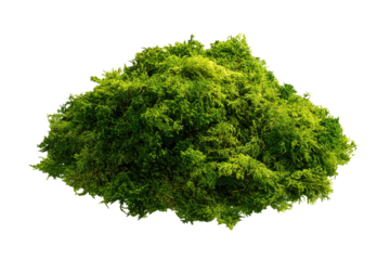 A vibrant cluster of lush green moss