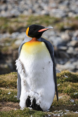 Fototapeta premium Moulting King Penguin at sunrise (Aptenodytes patagonicus), St Andrew's Bay, South Georgia