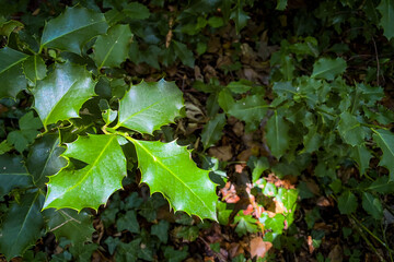 Sunlight illuminating green holly leaves, highlighting sharp serrated edges and waxy sheen against blurred background