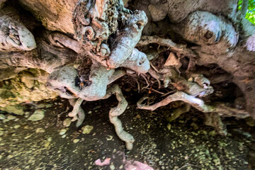 Intricate network of roots exposed from underneath a large tree, creating a fascinating natural sculpture