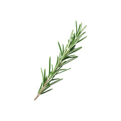 Fototapeta premium Fresh green rosemary leaves