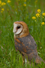 Barn Owl taken in southern MN under controlled condtions