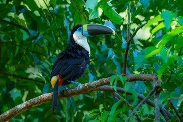 The white-throated toucan (Maeve) (Ramphastos tucanus) is a near-passerine bird in the family Ramphastidae found in South America throughout the Amazon Basin. Portrait, Peru. Full resolution.