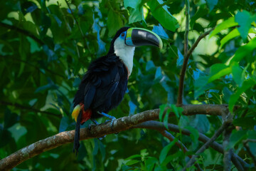 The white-throated toucan (Maeve) (Ramphastos tucanus) is a near-passerine bird in the family Ramphastidae found in South America throughout the Amazon Basin. Portrait, Peru. Full resolution.