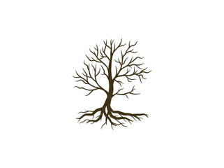 dry mangrove tree isolated  on white background