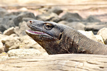 The Komodo dragon (Varanus komodoensis), is the largest lizard that is endemic to the Indonesian island of Komodo.
