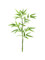 Vibrant green bamboo plant with slender stalks and lush tropical leaves