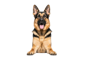 German shepherd dog sitting down looking forward isolated on transparent background