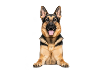 German shepherd dog sitting down looking forward isolated on transparent background