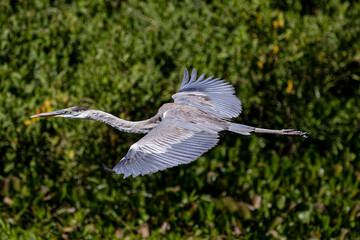 blue heron 