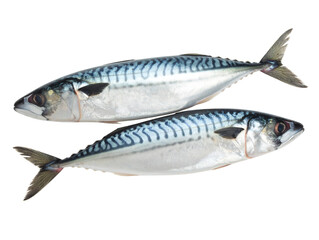 Naklejka premium Fresh Raw Indian Mackerel Fish, Front View, Transparent PNG 