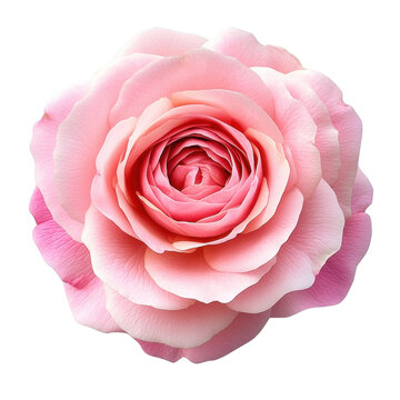 Top view a pink centifolia rose isolated on transparent background.