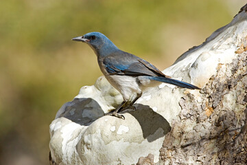 Mexican Jay (Aphelocoma ultramarina)