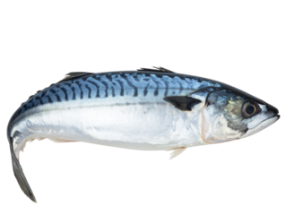 Fresh Raw Indian Mackerel Fish, Front View, Transparent PNG