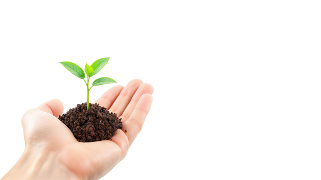 Hand with sprout plant on transparent background png