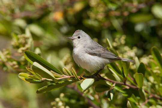 Lucy's Warbler taken in Tucson AZ