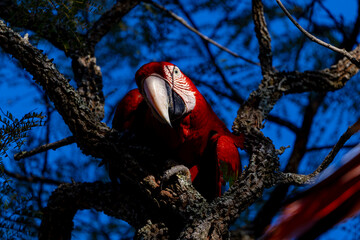 Arara-vermelha 39