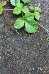 wild strawberry plant