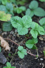 wild strawberry plant
